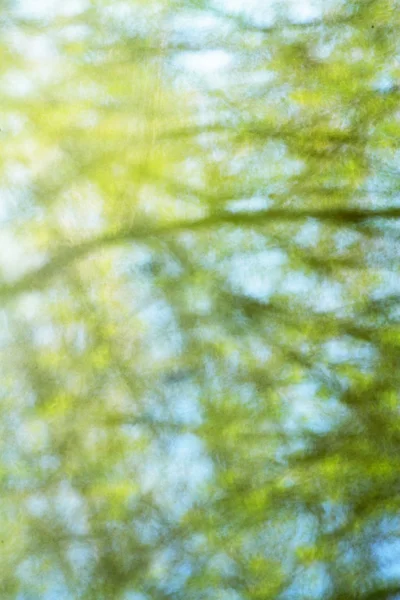 Textúra fák víz tükröződik — Stock Fotó