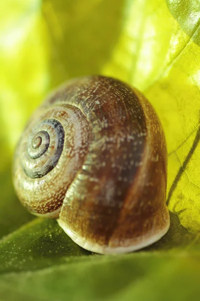 Snails on the ground — Stock Photo, Image