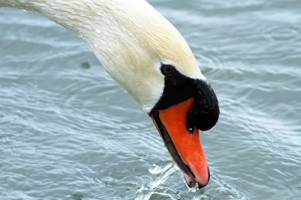 Cygne posant en liberté dans leur habitat naturel — Photo