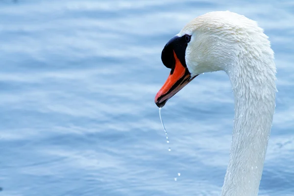 Cisne posando em liberdade em seu habitat natural — Fotografia de Stock