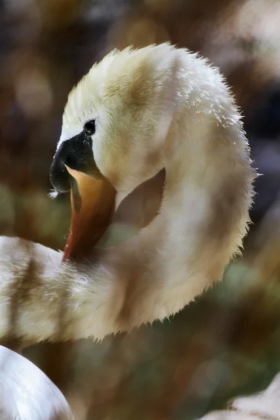 Free swan scene — Stock Photo, Image