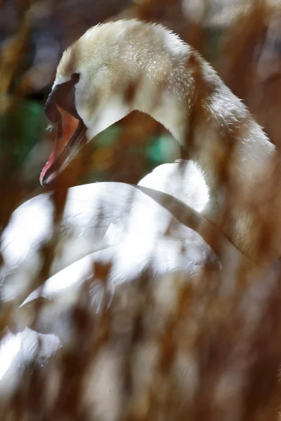 Gratis swan scen — Stockfoto