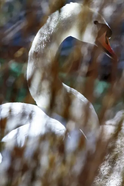 Free swan scene — Stock Photo, Image
