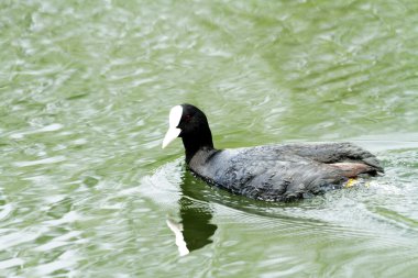 Gallinula chloropus