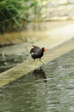 Gallinula chloropus