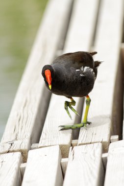 Gallinula chloropus