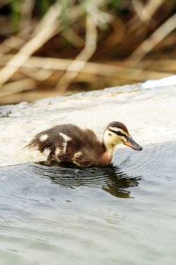 Anas platyrhynchos