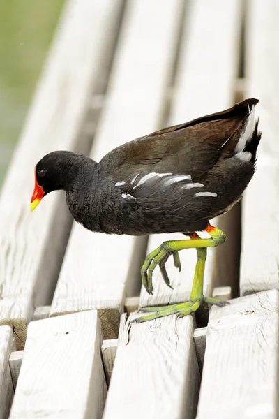 stock image Gallinula chloropus