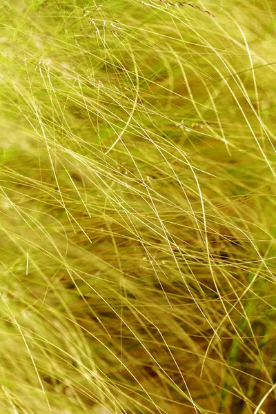 stock image Scene of vegetation and scene of vegetation and grass in the countryside