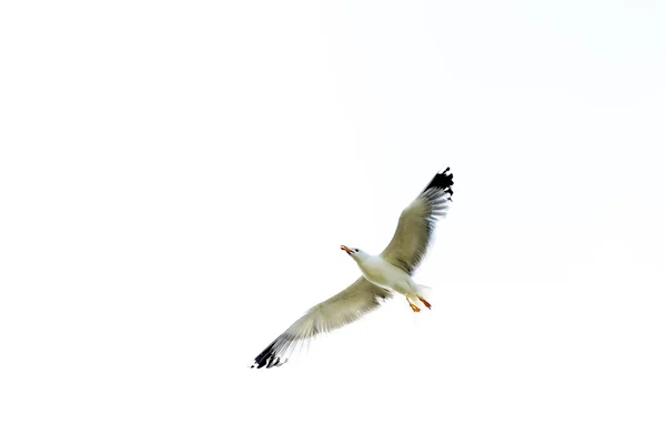 Beyaz arka planda uçan martı — Stok fotoğraf
