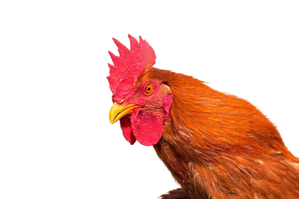 stock image Rooster