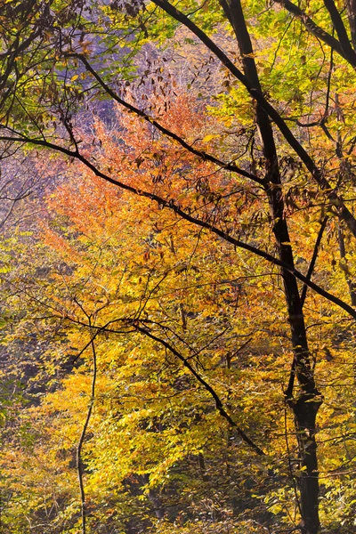 Hojas de otoño hermosas —  Fotos de Stock
