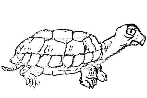 Kézzel rajzolt vázlat teknős Stock Kép