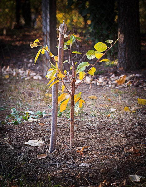 Vor kurzem gepflanzter junger Baum Stockfoto