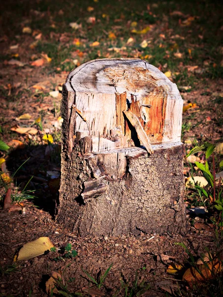 Stock image Tree Stump