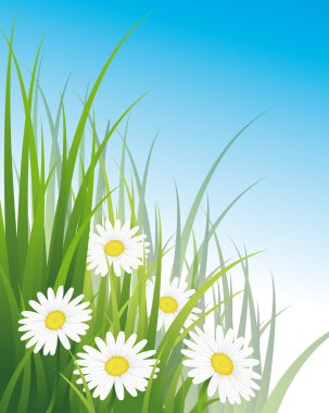 Daisies clipart