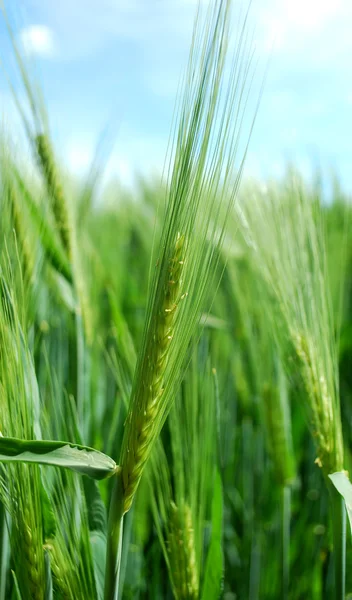 stock image Barley