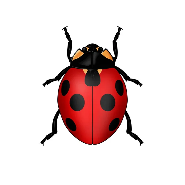 stock image Ladybug