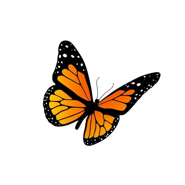 stock image Monarch butterfly