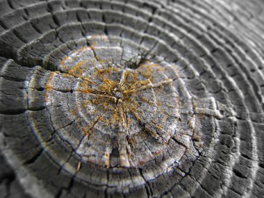 Tree rings clipart