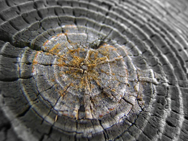 stock image Tree rings