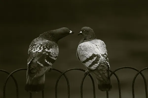 Muhabbet kuşları — Stok fotoğraf
