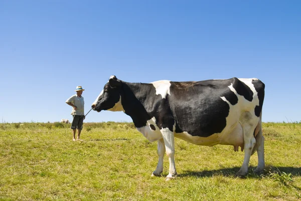 Вагітна корова — стокове фото