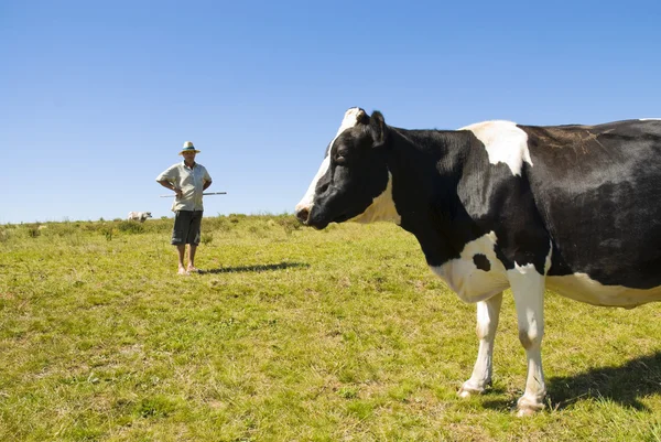 Rolnik prowadzący gospodarstwo mleczarskie — Zdjęcie stockowe