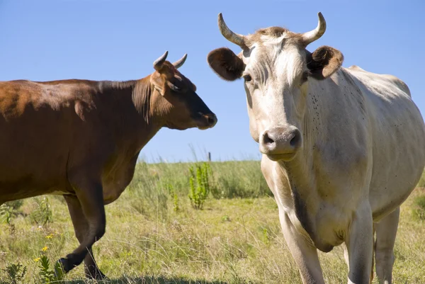 Vacche da carne — Foto Stock