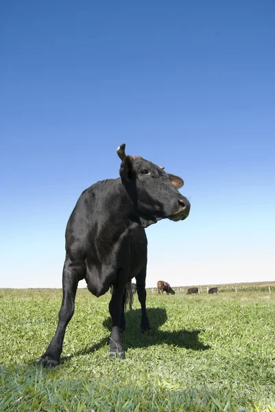 Чорний корова — стокове фото