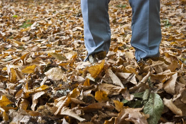 stock image Autumn