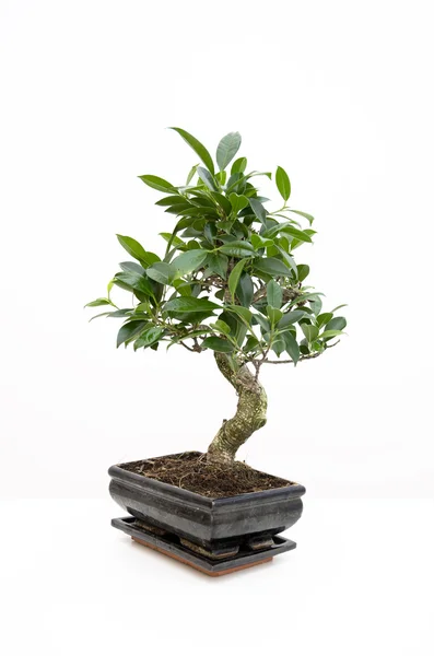 stock image Classic bonsai