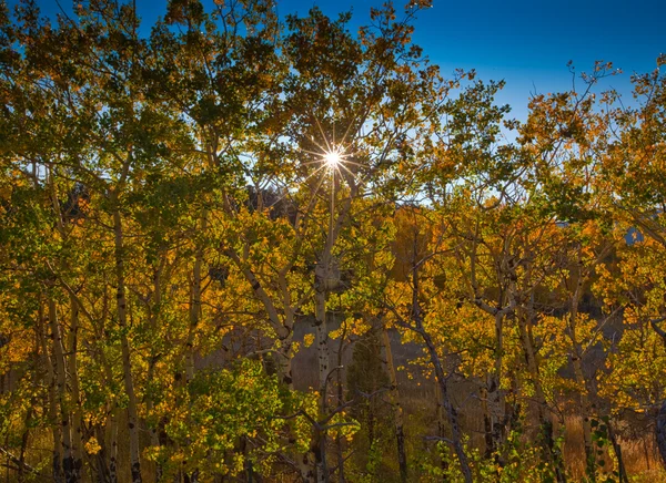 白杨树在落基山国家公园 — 图库照片