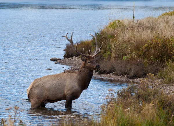 Býk elk postavení v jezeře estes — Stock fotografie
