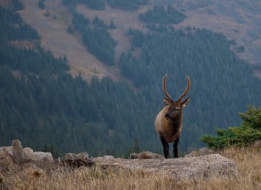 Genç boğa elk dağ sırtı üzerinde