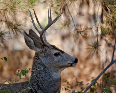 Katır Geyiği Buck