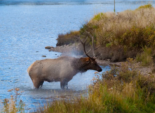 湖を終了ヘラジカの雄牛 — ストック写真