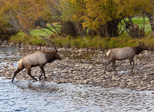 Dvě elk překročení proudu — Stock fotografie