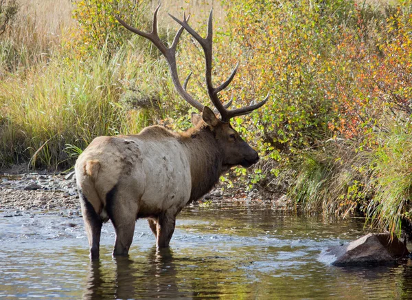 Bull Elk in stream Royalty Free Stock Photos