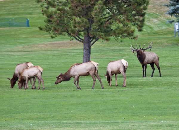Elk Herd on Golf Course Stock Image