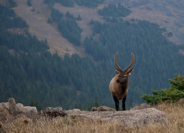 Young Bull Elk on Mountain Ridge Stock Image