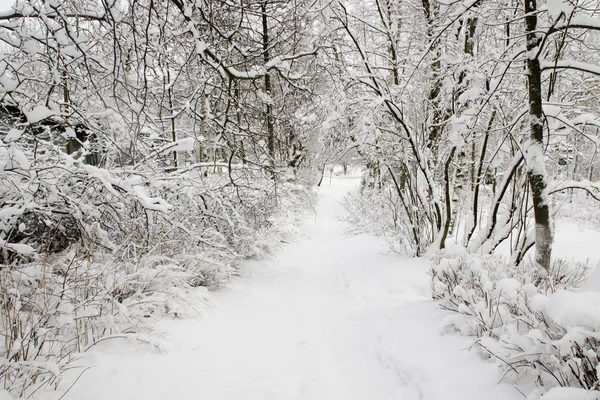 Avenue i vintern 2 — Stockfoto