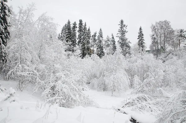 Bomen in sneeuw 4 — Stockfoto