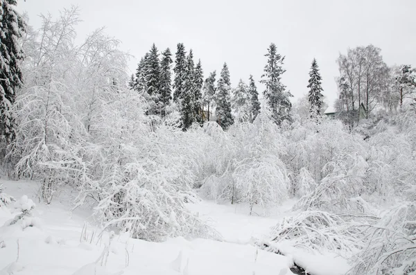 Arbres dans la neige 4 — Photo