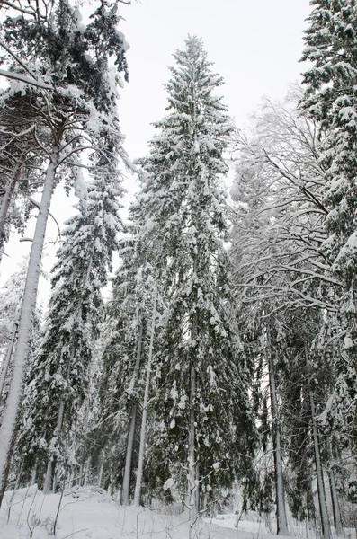 在雪中树木 — 图库照片