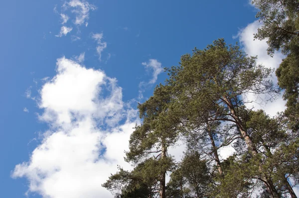 stock image Beautiful sky