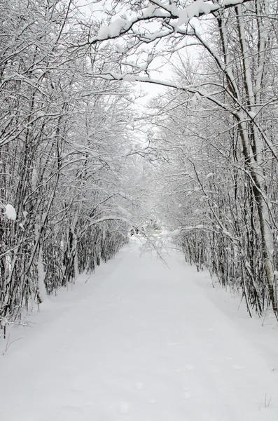 Avenue in the winter — Stock Photo, Image