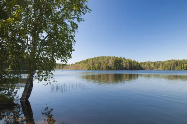 Trä sjö — Stockfoto