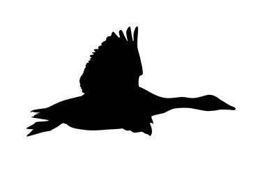 Duck vector