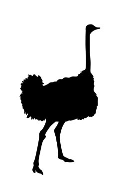 Ostrich clipart